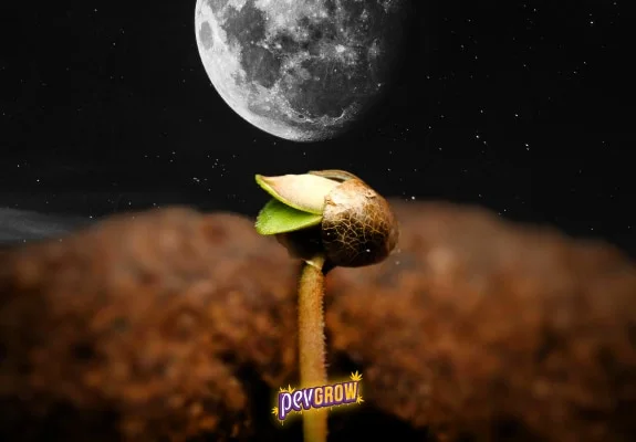 Composición de una plántula con la cubierta de la semilla sobre sus primeras hojas, una Luna grande al fondo y el logotipo Pevgrow.