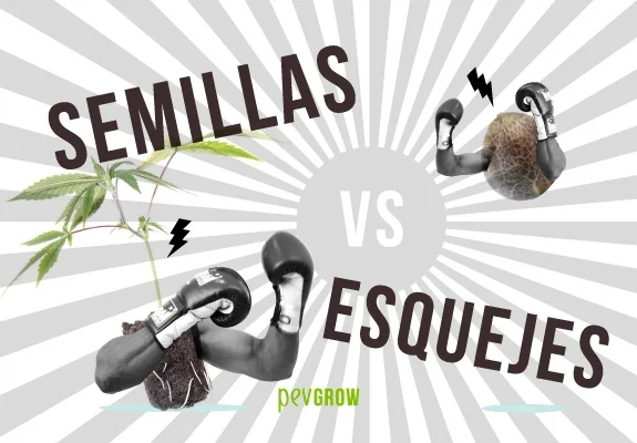 Montaje «Semillas vs esquejes» con una semilla y un esqueje de cannabis con guantes de boxeo sobre un fondo radial gris y blanco. Montaje «Semillas vs esquejes» con una semilla y un esqueje de cannabis con guantes de boxeo sobre un fondo radial gris y blanco.
