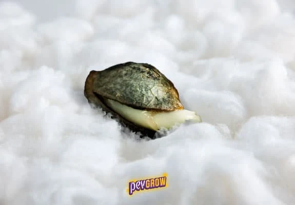 Primer plano de una semilla abierta sobre algodón blanco, con una pequeña raíz clara que sobresale de la cáscara. Primer plano de una semilla abierta sobre algodón blanco, con una pequeña raíz clara que sobresale de la cáscara.