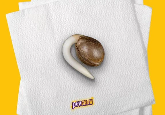 Semilla germinada con una raíz blanca larga y curvada sobre varias servilletas de papel blanco, con fondo amarillo.