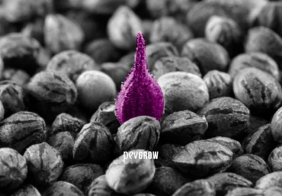 Composición de semillas en blanco y negro con una forma central morada y puntiaguda; texto «PEVGROW» en la parte inferior. Composición de semillas en blanco y negro con una forma central morada y puntiaguda; texto «PEVGROW» en la parte inferior.