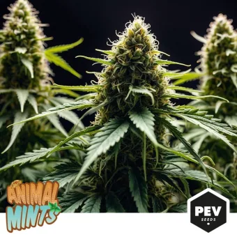 Primer plano de un cogollo de Animal Mints entre hojas dentadas, con otros cogollos al fondo y los logotipos Animal Mints y PEV Seeds. Primer plano de un cogollo de Animal Mints entre hojas dentadas, con otros cogollos al fondo y los logotipos Animal Mints y PEV Seeds.