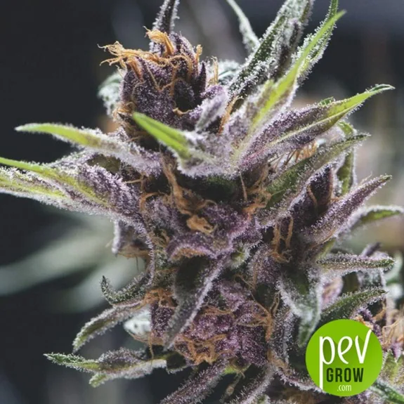 Cogollo de cannabis en primer plano, con hojas moradas de puntas verdes, tricomas blanquecinos y filamentos anaranjados. Cogollo de cannabis en primer plano, con hojas moradas de puntas verdes, tricomas blanquecinos y filamentos anaranjados.