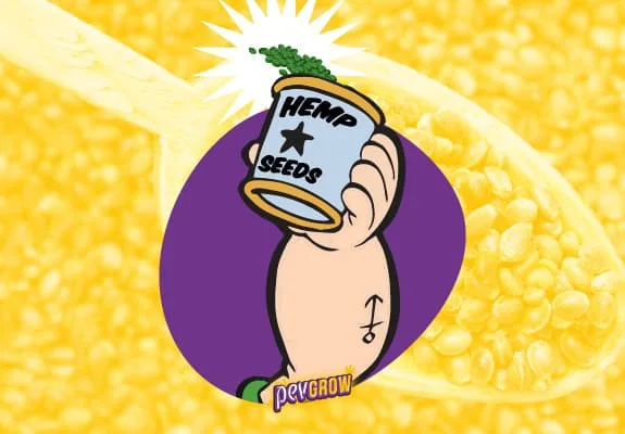 Ilustración de un brazo que sostiene una lata con el texto «HEMP SEEDS», sobre un círculo morado y un fondo amarillo de semillas.
