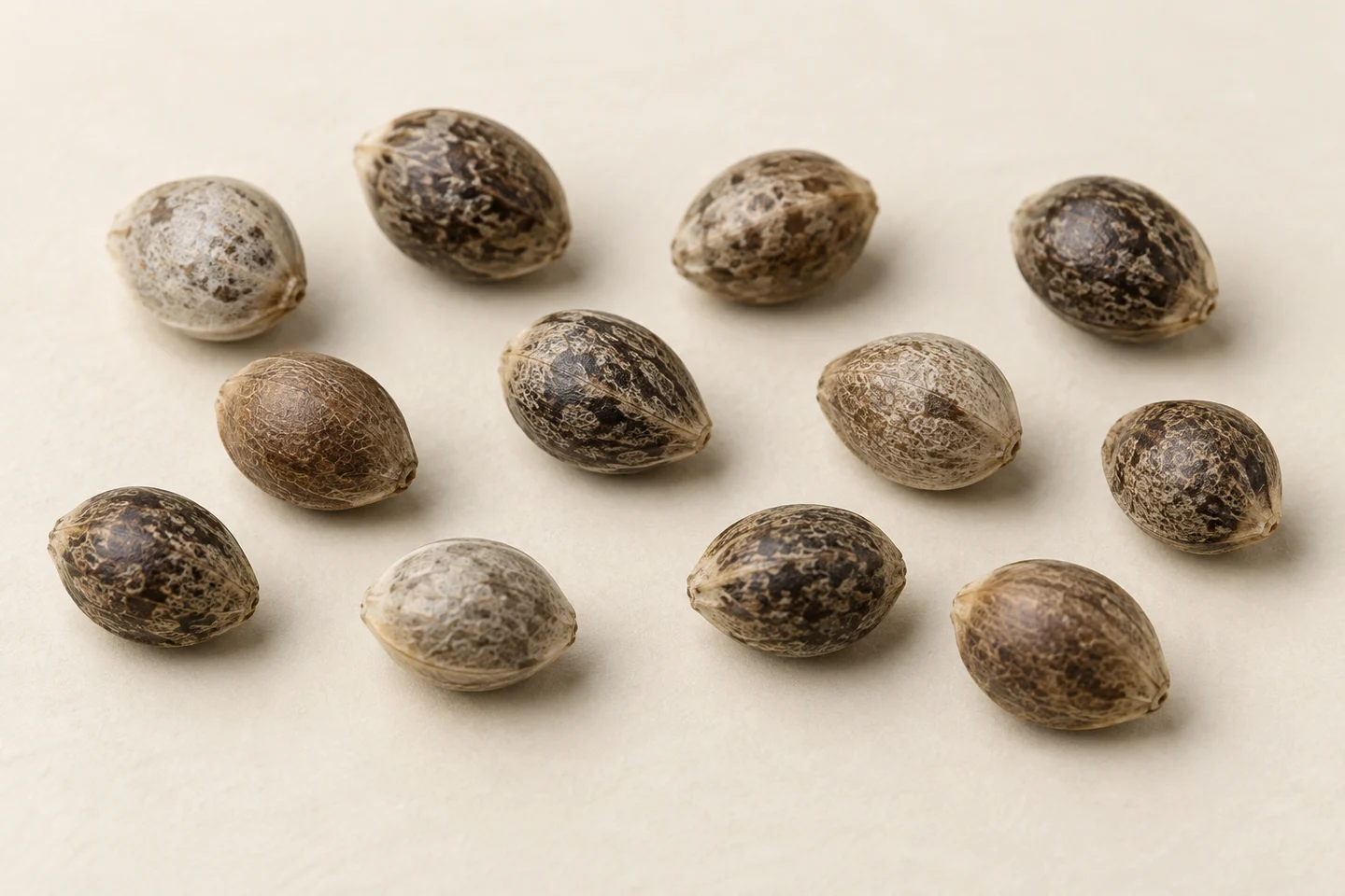 Doce semillas de cannabis sobre fondo beige, con distintos tonos marrones y grises y patrones moteados y veteados. Doce semillas de cannabis sobre fondo beige, con distintos tonos marrones y grises y patrones moteados y veteados.