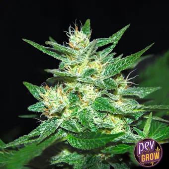 Cogollo de Cap Junky con hojas verdes estrechas, abundantes pistilos claros y superficie resinosa sobre un fondo oscuro. Cogollo de Cap Junky con hojas verdes estrechas, abundantes pistilos claros y superficie resinosa sobre un fondo oscuro.