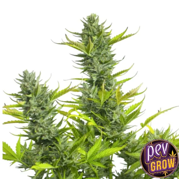 Ramas de cannabis con un cogollo central alto y otros laterales entre hojas verdes, sobre fondo blanco y con logotipo Pevgrow. Ramas de cannabis con un cogollo central alto y otros laterales entre hojas verdes, sobre fondo blanco y con logotipo Pevgrow.
