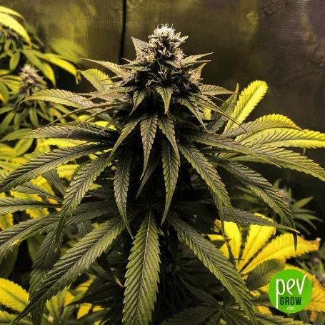Fotografía ilustrativa de una flor de cannabis en la ficha Chocolope