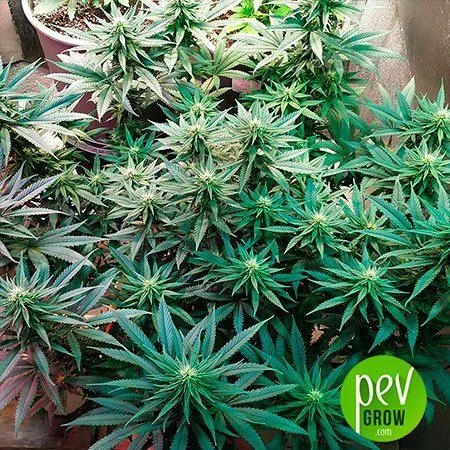 Fotografía ilustrativa de plantas de cannabis en el apartado Durban Poison