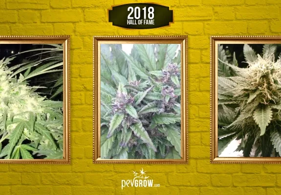 Tres fotografías de flores de cannabis en marcos dorados sobre una pared amarilla, bajo el rótulo «2018 Hall of Fame».