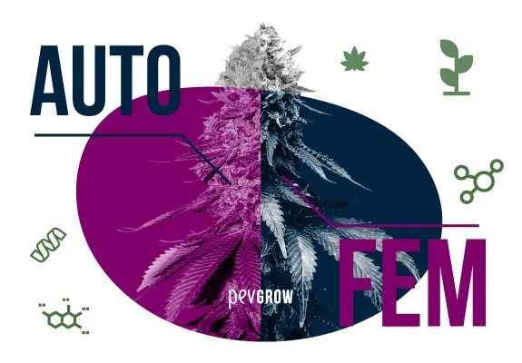 Diseño con una planta de cannabis dividida entre magenta y azul oscuro, los textos «AUTO» y «FEM» y símbolos de genética y germinación. Diseño con una planta de cannabis dividida entre magenta y azul oscuro, los textos «AUTO» y «FEM» y símbolos de genética y germinación.