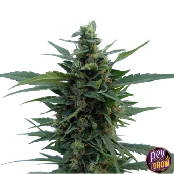 Cola floral alargada de Gelonade, rodeada de hojas verdes puntiagudas que sobresalen a ambos lados sobre fondo blanco. Cola floral alargada de Gelonade, rodeada de hojas verdes puntiagudas que sobresalen a ambos lados sobre fondo blanco.