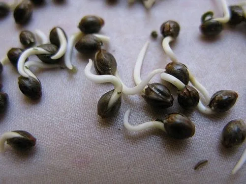 Semillas de cannabis abiertas con radículas blancas sobre un tejido