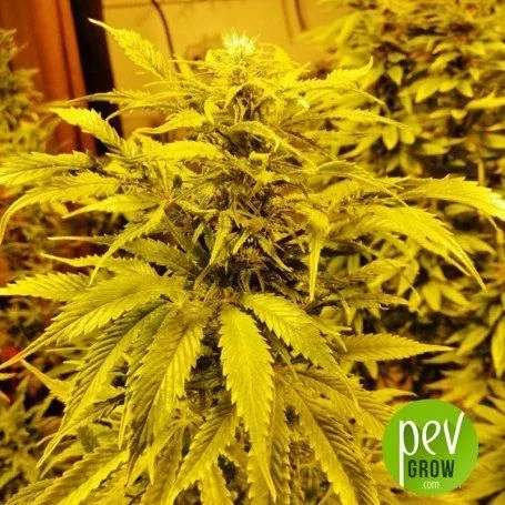 Planta en flor que ilustra el apartado Green Crack