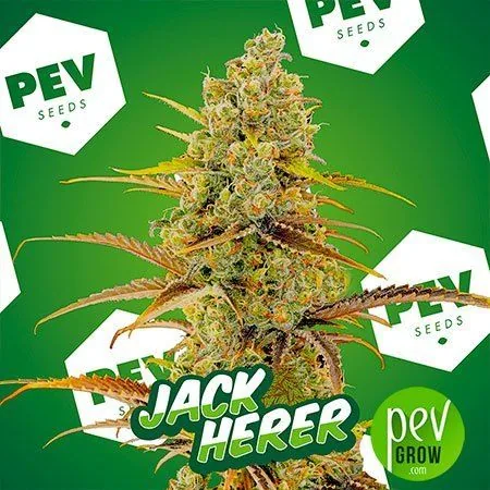 Imagen de Jack Herer con la marca PEV Seeds visible
