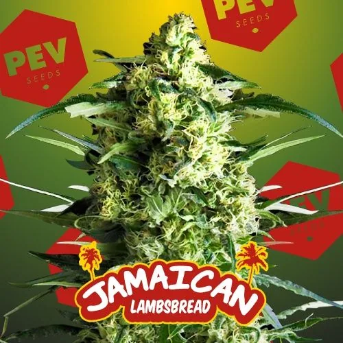 Imagen de Jamaican Lambsbread con la marca PEV Seeds visible