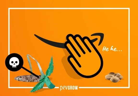 Montaje sobre fondo naranja con la flecha de Amazon, una mano dibujada, semillas y una planta de cannabis señalada por un icono de calavera. Montaje sobre fondo naranja con la flecha de Amazon, una mano dibujada, semillas y una planta de cannabis señalada por un icono de calavera.