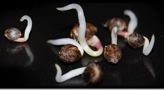 Semillas germinadas con raíces blancas de distintas longitudes y curvaturas sobre una superficie negra reflectante. Semillas germinadas con raíces blancas de distintas longitudes y curvaturas sobre una superficie negra reflectante.