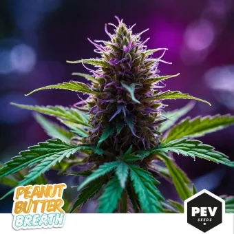 Cogollo de Peanut Butter Breath con tonos morados, pistilos claros y hojas verdes sobre un fondo desenfocado violeta y azul. Cogollo de Peanut Butter Breath con tonos morados, pistilos claros y hojas verdes sobre un fondo desenfocado violeta y azul.