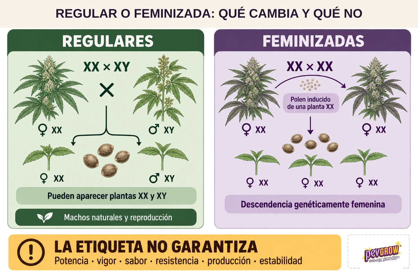 Infografía que compara semillas regulares y feminizadas, con cruces XX × XY y XX × XX, plantas y su descendencia. Infografía que compara semillas regulares y feminizadas, con cruces XX × XY y XX × XX, plantas y su descendencia.