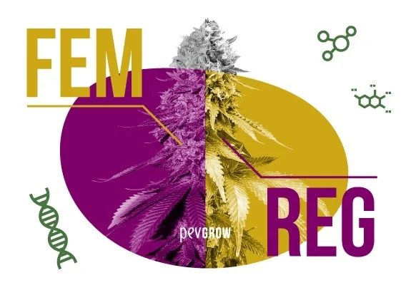 Composición con una planta de cannabis dividida entre tonos morados y amarillos, las siglas FEM y REG y símbolos de genética. Composición con una planta de cannabis dividida entre tonos morados y amarillos, las siglas FEM y REG y símbolos de genética.