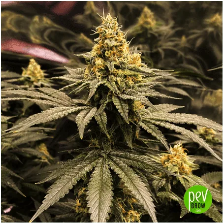 Fotografía ilustrativa de una planta en flor en la ficha de Sour Diesel