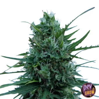 Cola floral de Super Boof en primer plano, con numerosos pistilos claros y hojas verdes largas que sobresalen sobre fondo blanco. Cola floral de Super Boof en primer plano, con numerosos pistilos claros y hojas verdes largas que sobresalen sobre fondo blanco.