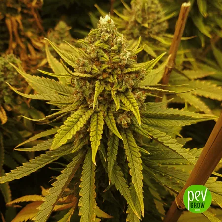 Detalle de una planta de cannabis que ilustra Super Lemon Haze