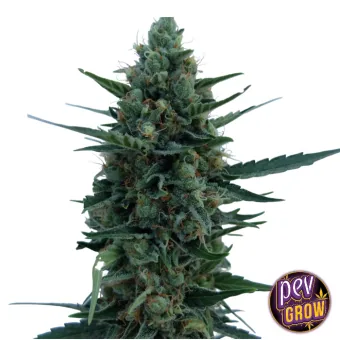 Cola floral vertical de Super Runtz con cogollos agrupados, pistilos anaranjados y hojas verdes estrechas sobre fondo blanco. Cola floral vertical de Super Runtz con cogollos agrupados, pistilos anaranjados y hojas verdes estrechas sobre fondo blanco.