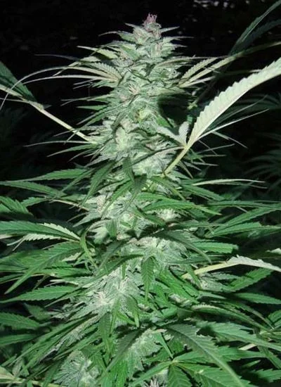 Primer plano de una larga inflorescencia de cannabis rodeada de hojas estrechas y dentadas, sobre un fondo oscuro. Primer plano de una larga inflorescencia de cannabis rodeada de hojas estrechas y dentadas, sobre un fondo oscuro.
