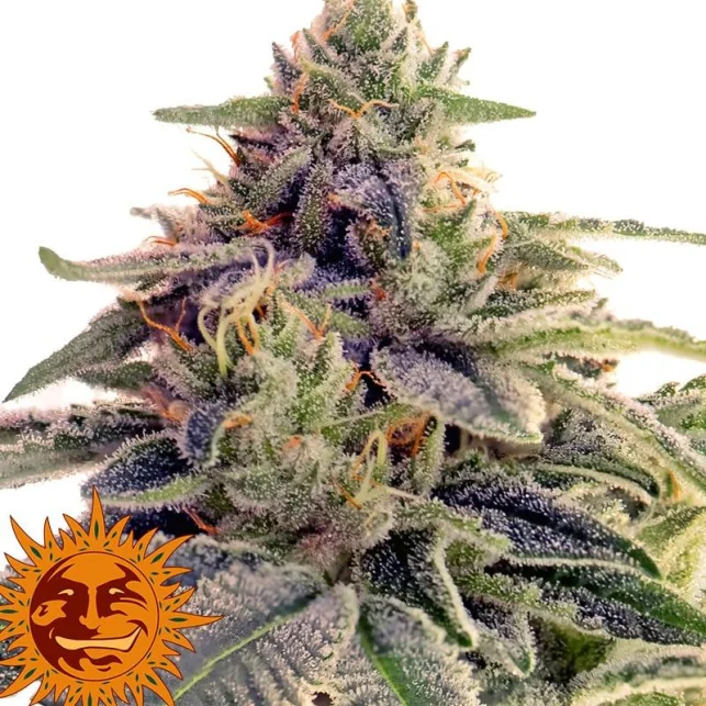 Primer plano de Shiskaberry con flores y hojas verdes y moradas cubiertas de tricomas, pistilos anaranjados y un logotipo de sol. Primer plano de Shiskaberry con flores y hojas verdes y moradas cubiertas de tricomas, pistilos anaranjados y un logotipo de sol.
