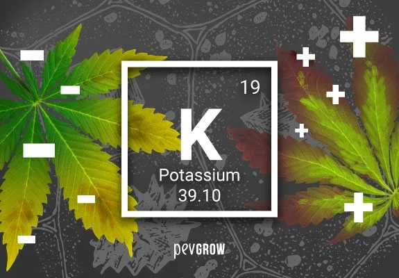 Gráfico del potasio con símbolo K, número 19 y valor 39.10, entre hojas de cannabis verdes y amarillas y signos de más y menos. Gráfico del potasio con símbolo K, número 19 y valor 39.10, entre hojas de cannabis verdes y amarillas y signos de más y menos.