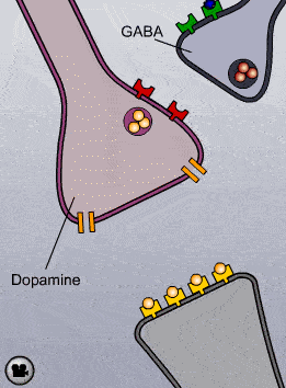 Esquema de conexiones neuronales con las etiquetas «GABA» y «Dopamine», vesículas y receptores representados en varios colores. Esquema de conexiones neuronales con las etiquetas «GABA» y «Dopamine», vesículas y receptores representados en varios colores.