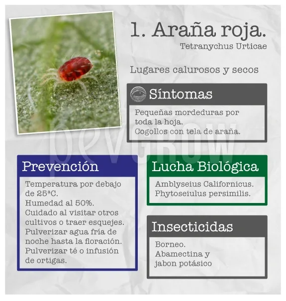 Infografía sobre la araña roja con un ácaro sobre una hoja y apartados de síntomas, prevención, lucha biológica e insecticidas.