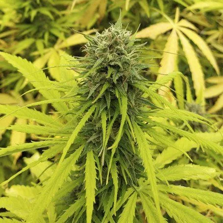 Primer plano de un cogollo alargado de cannabis con filamentos claros, rodeado de hojas estrechas de tono verde amarillento. Primer plano de un cogollo alargado de cannabis con filamentos claros, rodeado de hojas estrechas de tono verde amarillento.