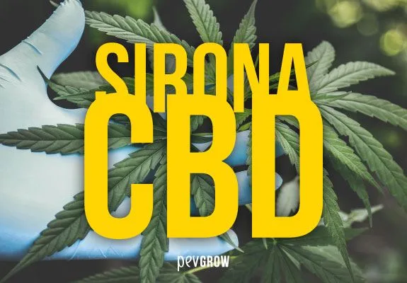 Texto amarillo «SIRONA CBD» sobre hojas de cannabis sostenidas por una mano con guante azul claro. Texto amarillo «SIRONA CBD» sobre hojas de cannabis sostenidas por una mano con guante azul claro.