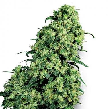 Cogollo alargado de Skunk #1 de Sensi Seeds sobre fondo blanco, con pequeñas hojas verdes y numerosos filamentos entre las flores.