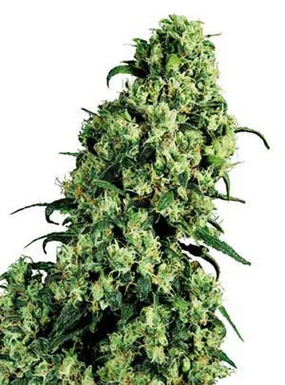 Primer plano de una flor de cannabis alargada, con numerosos cogollos verdes agrupados y hojas estrechas sobre fondo blanco. Primer plano de una flor de cannabis alargada, con numerosos cogollos verdes agrupados y hojas estrechas sobre fondo blanco.