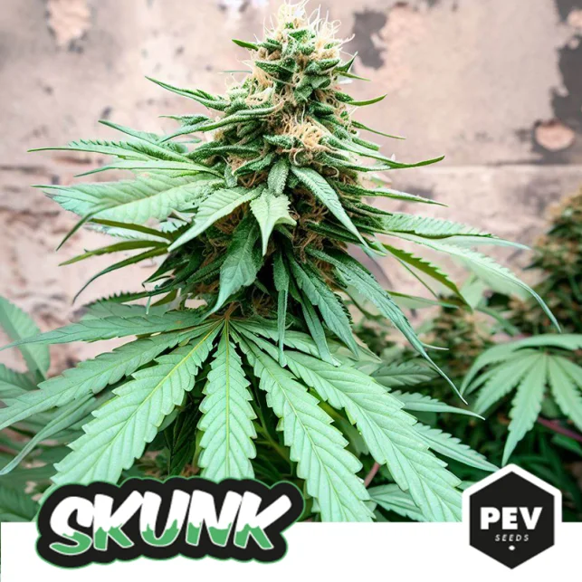 Primer plano de una planta de cannabis con un cogollo central, hojas dentadas y los rótulos Skunk y PEV Seeds. Primer plano de una planta de cannabis con un cogollo central, hojas dentadas y los rótulos Skunk y PEV Seeds.