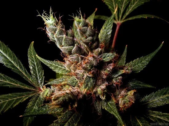 Primer plano de flores de cannabis con tricomas, pistilos anaranjados y hojas dentadas verdes y oscuras sobre un fondo negro.