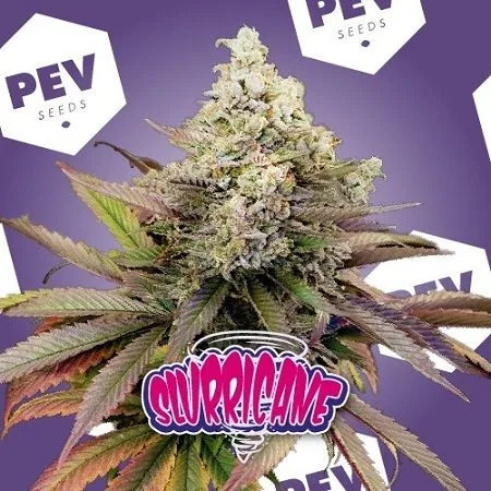 Cogollo de cannabis con hojas verdes y moradas sobre fondo violeta con logotipos PEV Seeds y el rótulo Slurricane en primer plano.