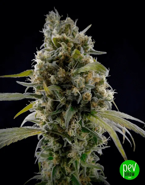 Cogollo alargado de cannabis con abundantes filamentos blancos y pequeñas hojas verdes, en primer plano sobre fondo negro. Cogollo alargado de cannabis con abundantes filamentos blancos y pequeñas hojas verdes, en primer plano sobre fondo negro.