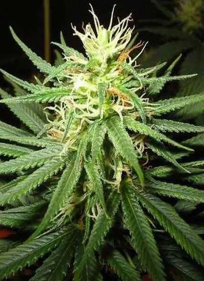 Flor de cannabis Somango con numerosos filamentos blancos, rodeada de hojas verdes largas y dentadas sobre un fondo oscuro. Flor de cannabis Somango con numerosos filamentos blancos, rodeada de hojas verdes largas y dentadas sobre un fondo oscuro.