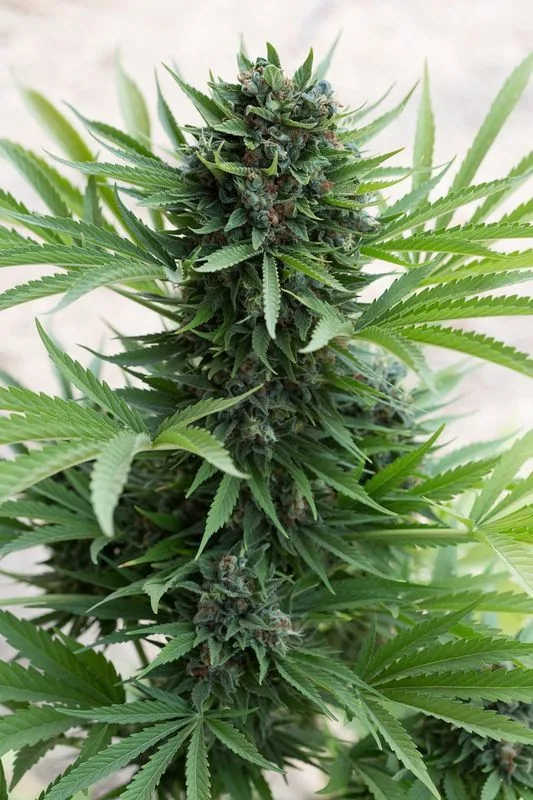 Planta de cannabis en encuadre vertical, con una larga punta floral central rodeada de hojas dentadas y otros cogollos laterales. Planta de cannabis en encuadre vertical, con una larga punta floral central rodeada de hojas dentadas y otros cogollos laterales.