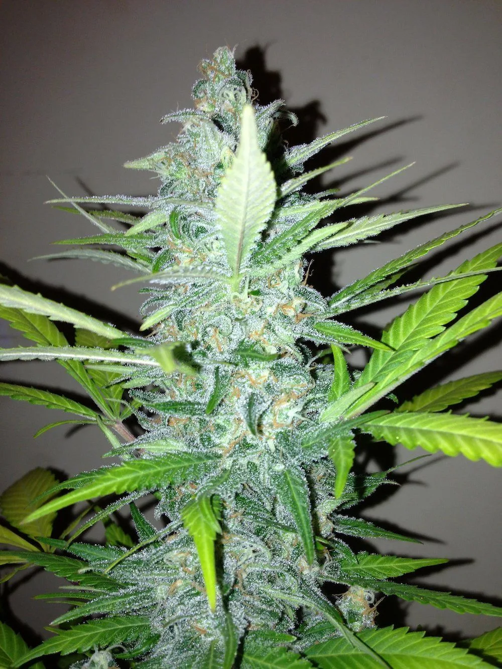 Primer plano de una flor de cannabis alargada, cubierta de tricomas claros y rodeada de hojas verdes estrechas.