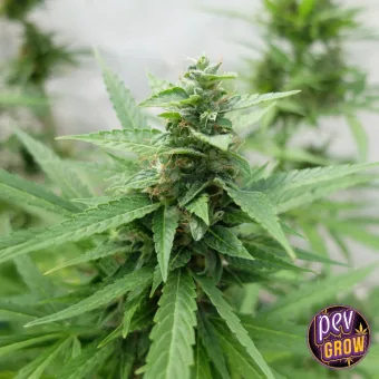 Primer plano de un cogollo de cannabis rodeado de hojas verdes dentadas, con otras plantas desenfocadas al fondo.
