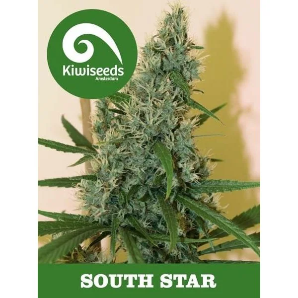 Cogollo de cannabis alargado con abundantes pistilos claros, junto al logotipo de Kiw seeds y el texto «South Star». Cogollo de cannabis alargado con abundantes pistilos claros, junto al logotipo de Kiw seeds y el texto «South Star».