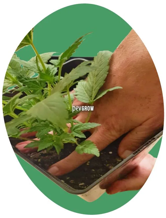 Primer plano de unas manos sujetando una maceta cuadrada y el sustrato alrededor de una planta de cannabis, con los dedos entre las hojas.