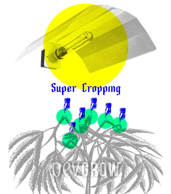 Esquema de super cropping con ramas de cannabis dobladas, puntos señalados en verde y una lámpara con reflector encima.