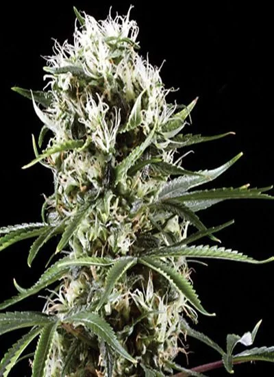 Primer plano de un cogollo alargado de cannabis con abundantes filamentos blancos y hojas verdes dentadas sobre fondo negro. Primer plano de un cogollo alargado de cannabis con abundantes filamentos blancos y hojas verdes dentadas sobre fondo negro.
